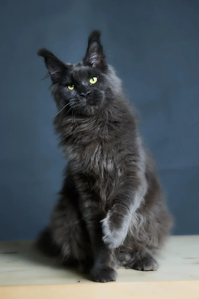 Citron Maine Coon Blue Male (Available) 50 - photo 1