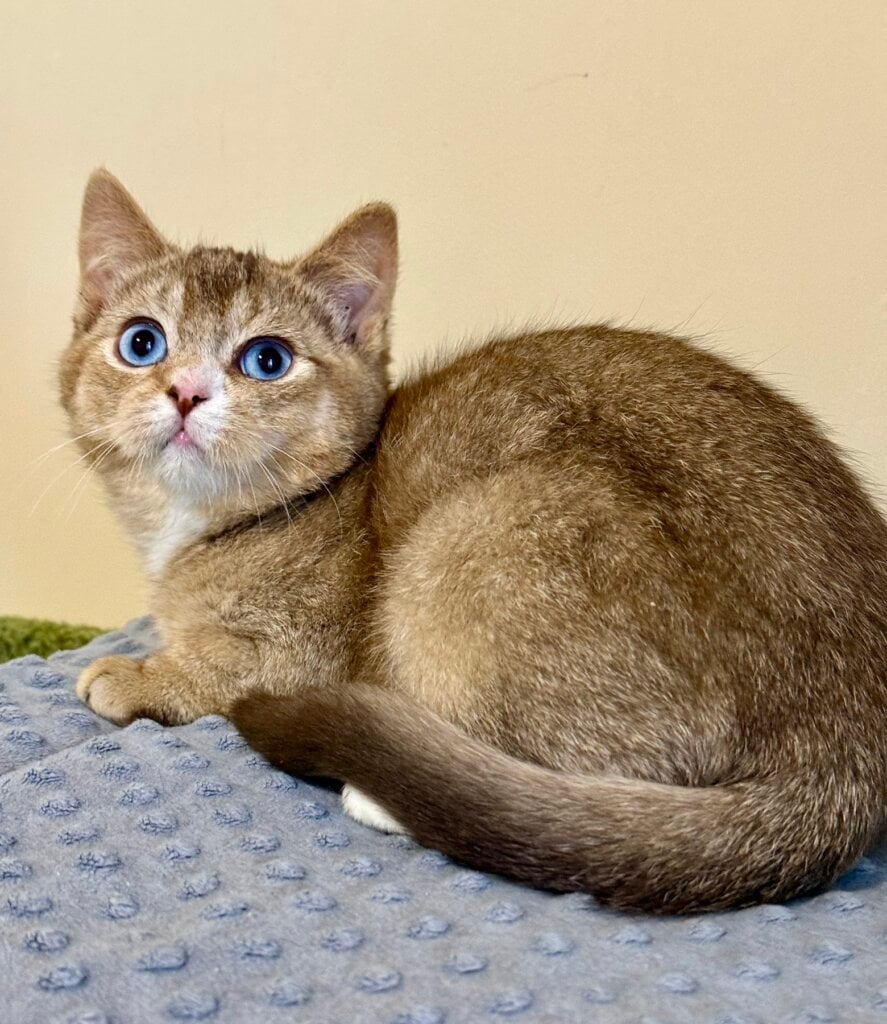 Halif  British Shorthair Blue Eyes Chocolate Male (Available) 00 - photo 1