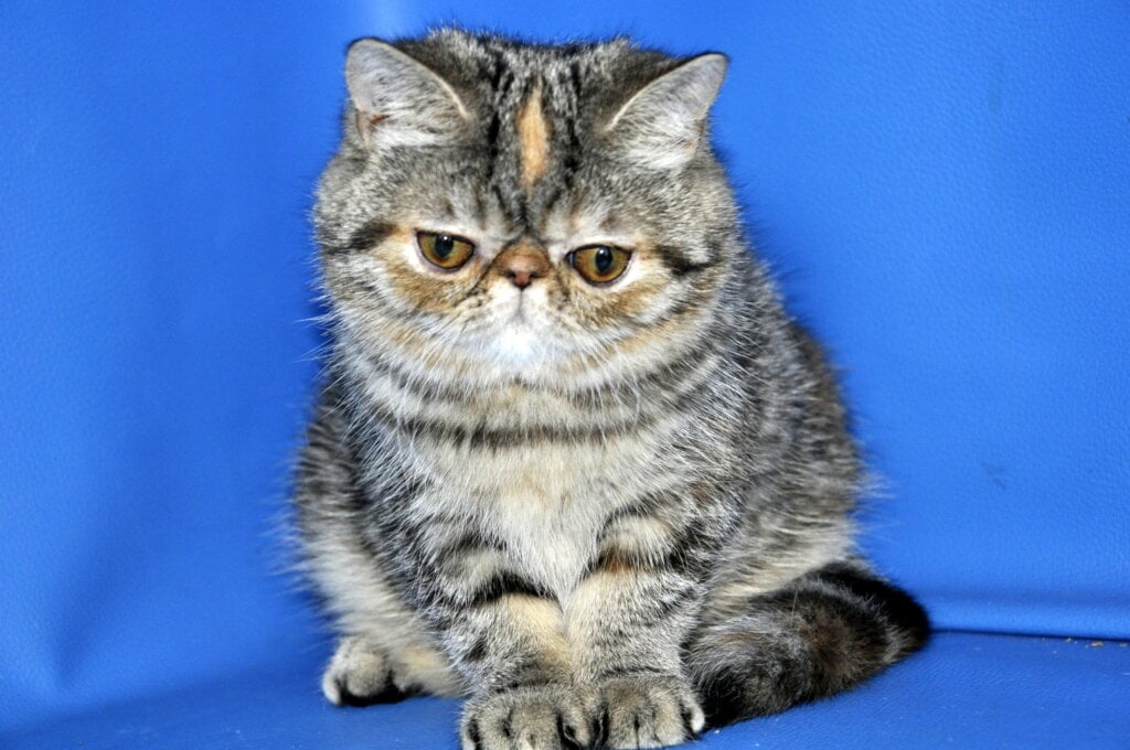 Ursula Exotic Black Tortie Female (Available) 00 - photo 1
