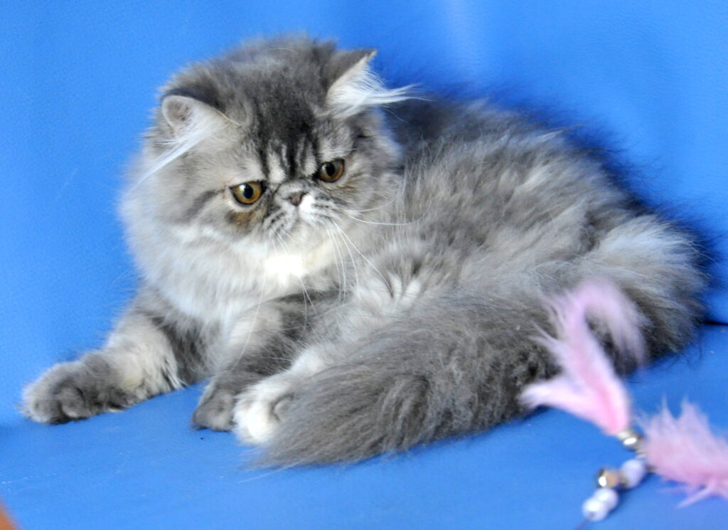 Sindi Persian Blue Tabby Female (Available) 00 - photo 1