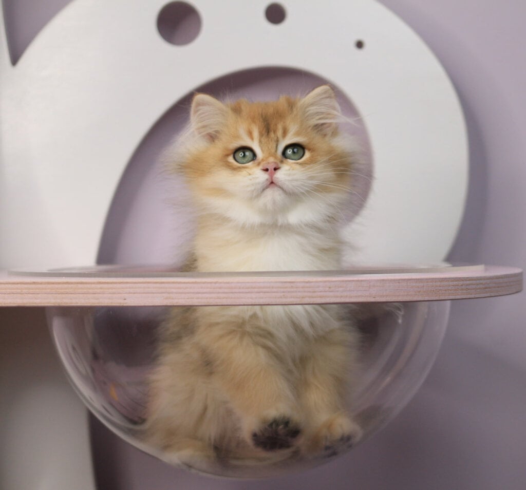 Rolex British Longhair Black Golden Male (Available) 50 - photo 1
