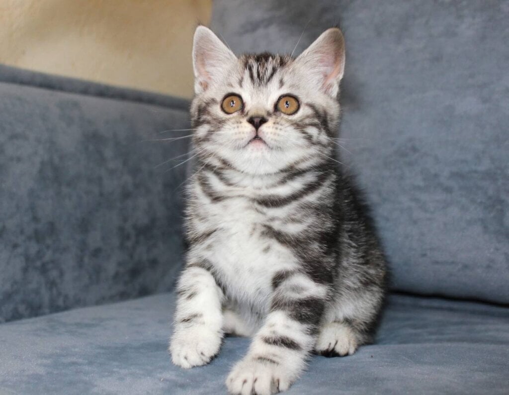 Zayn Scottish Straight Black Silver Male (Available) 00 - photo 1