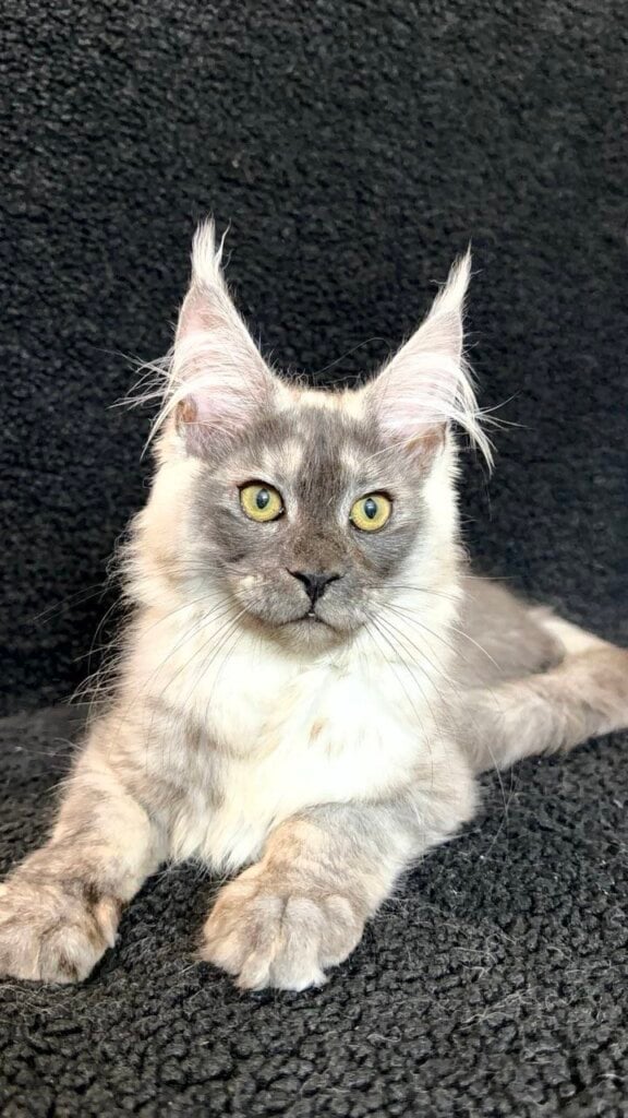 Arnold Maine Coon Black Silver Male (Available) 00 - photo 1