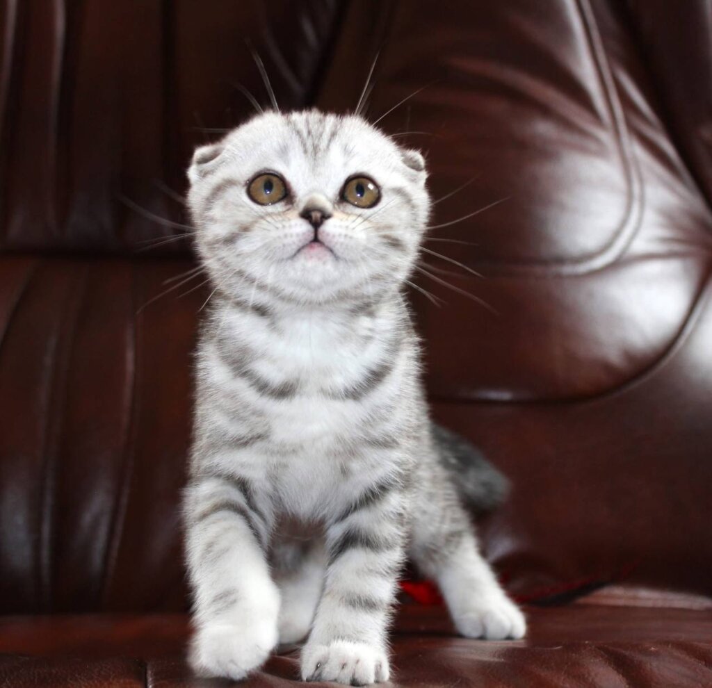 Zhasmin Scottish Fold Black Silver Female (Available) 50 - photo 1