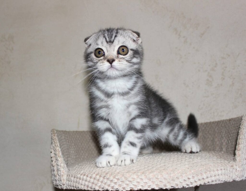 Zack Scottish Fold Black Silver Male (Reserved) 00 - photo 1