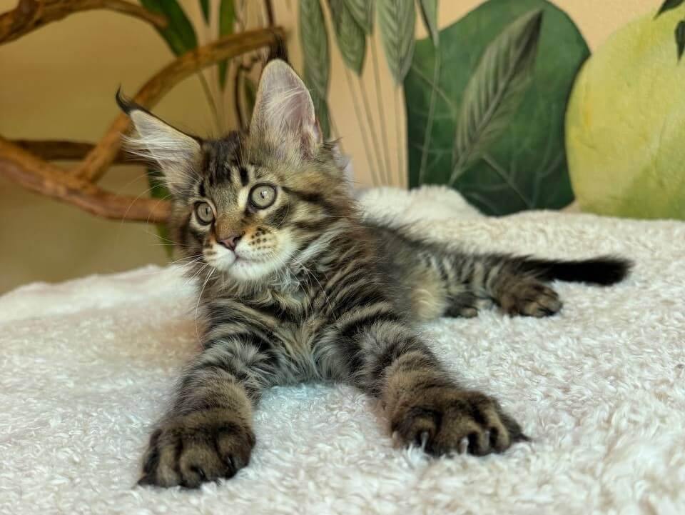 Tiger Maine Coon Black Tabby Male (Available) 00 - photo 1