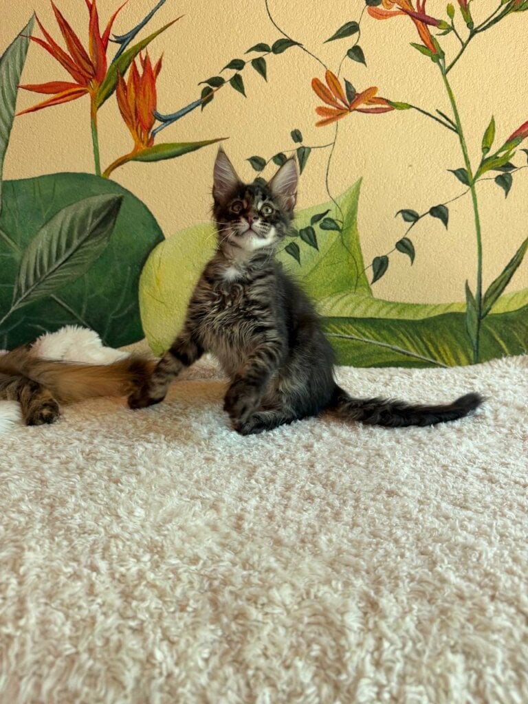 Tik Tok  Maine Coon Black Spotted Male (Available) 00 - photo 1