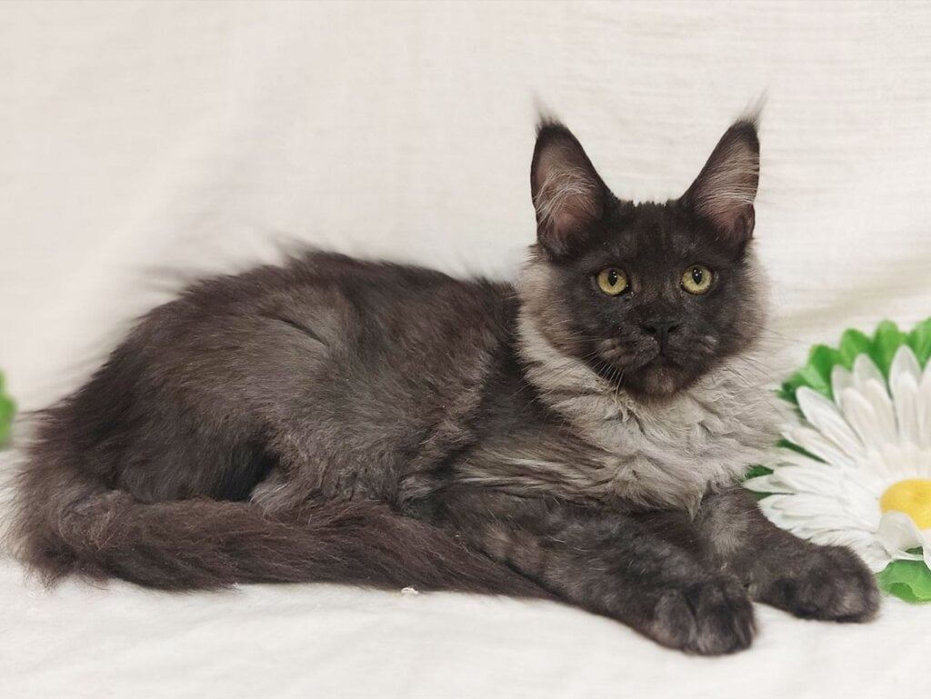Dominika Maine Coon Black Silver Female (Available) 50 - photo 1
