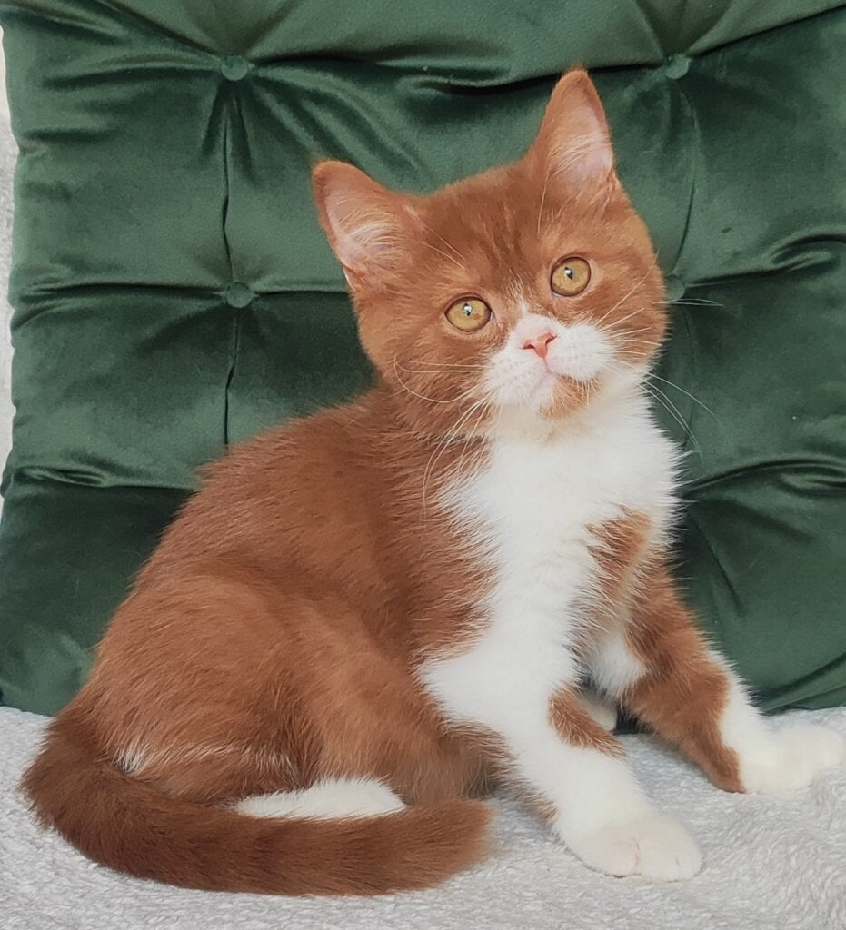 West British Shorthair Cinnamon Male (Available) 00 - photo 1
