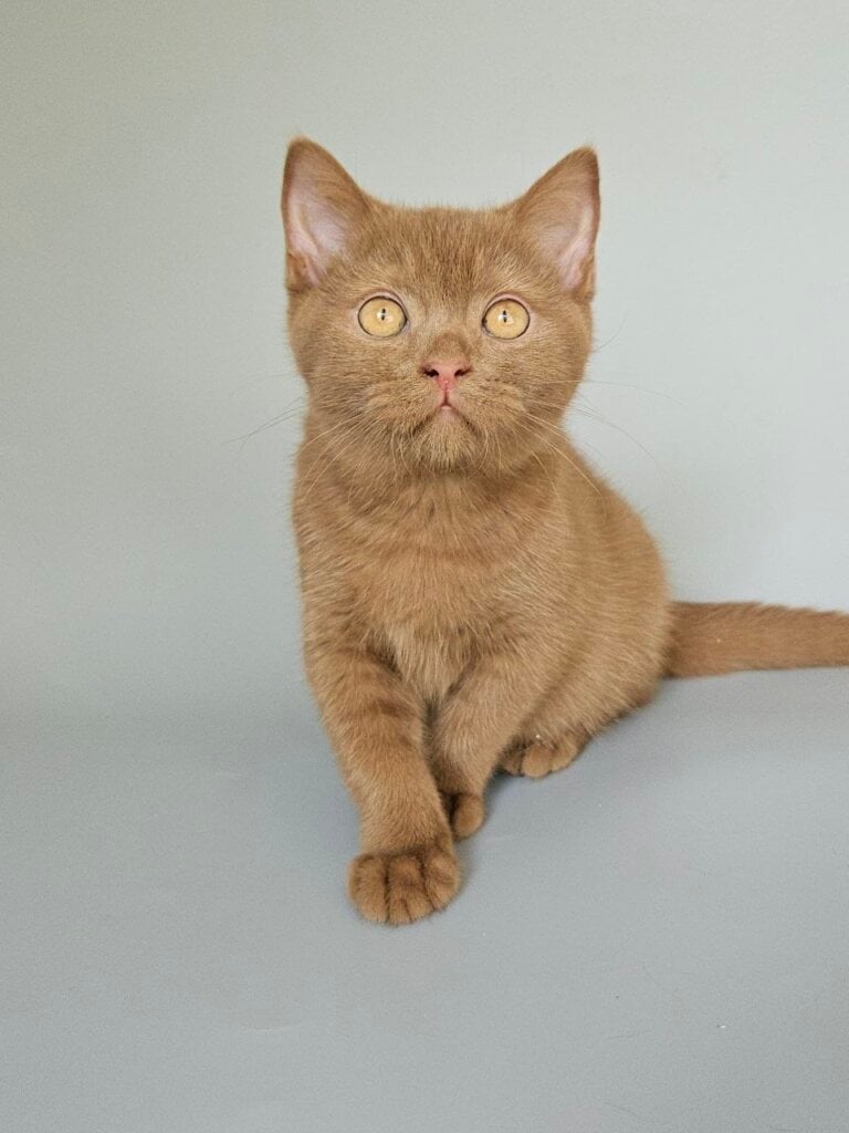 Atlas British Shorthair Cinnamon Male (Available) 00 - photo 1