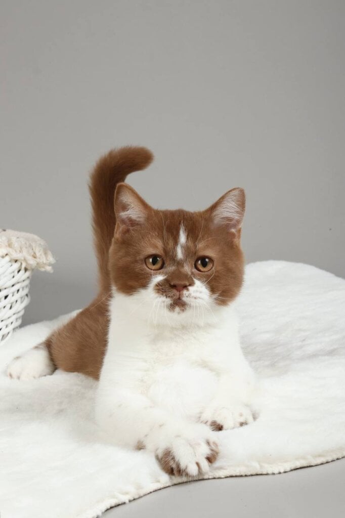 Hank British Shorthair Cinnamon Male (Available) 00 - photo 1