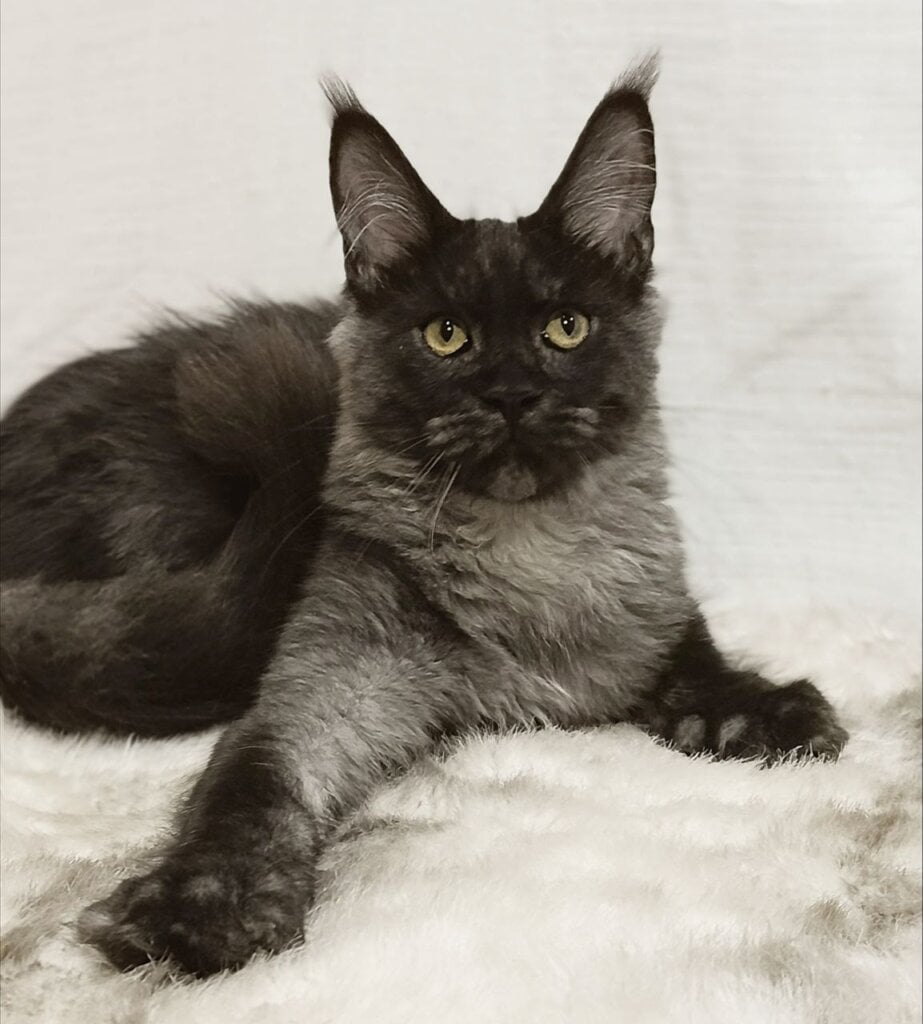 Dominika Maine Coon Black Silver Female (Available) 50 - photo 1