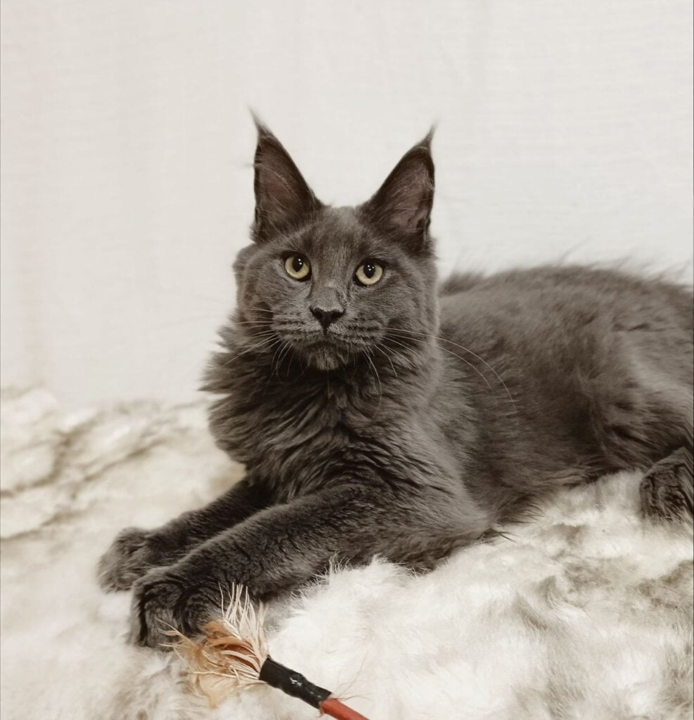 Dorian Maine Coon Blue Male (Available) 50 - photo 1