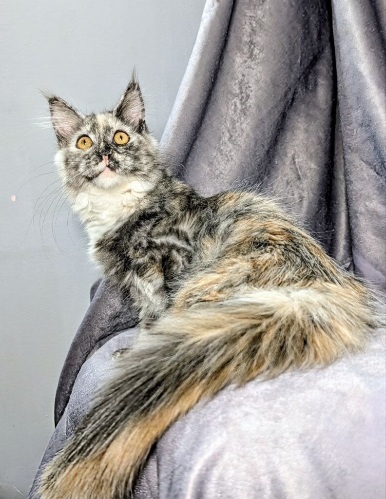 Westalia Maine Coon Black Tortie Female (Available) 00 - photo 1