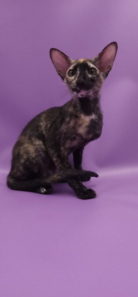 Queen of Spades Peterbold Black Tortie Female 00 - photo 1