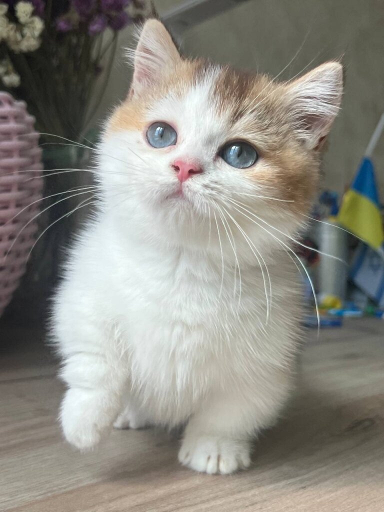 Bingo Munchkin Chocolate Male (Available) 00 - photo 1