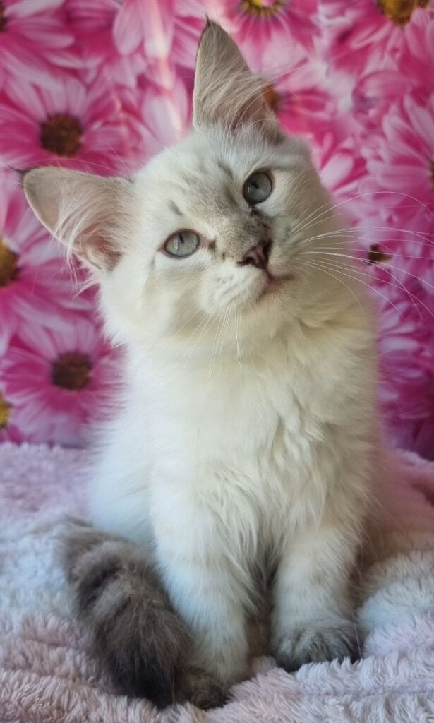 Arhip Siberian Seal Male (Available) 00 - photo 1