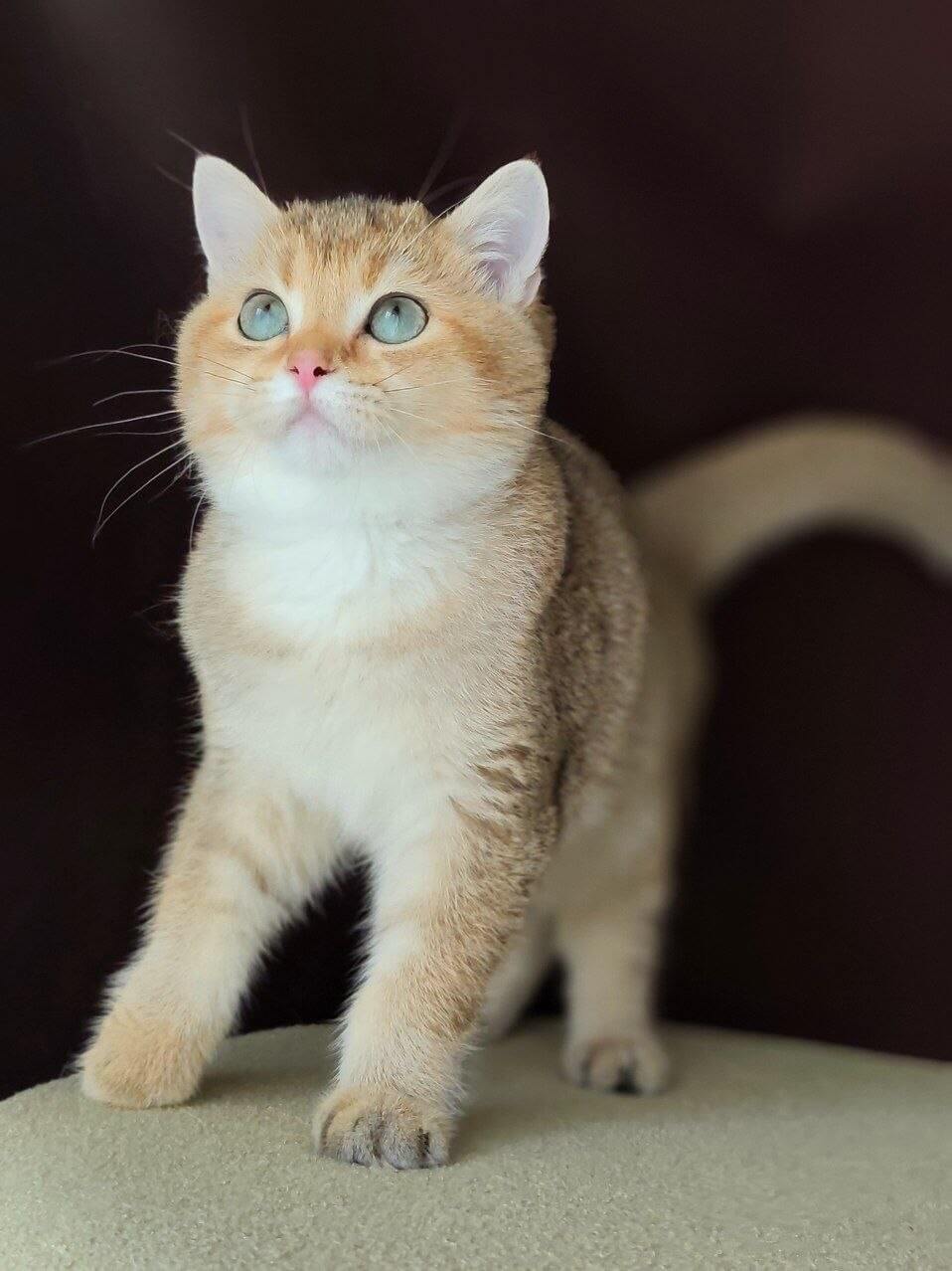 Jacob British Shorthair Black Golden Male (Available) $2850