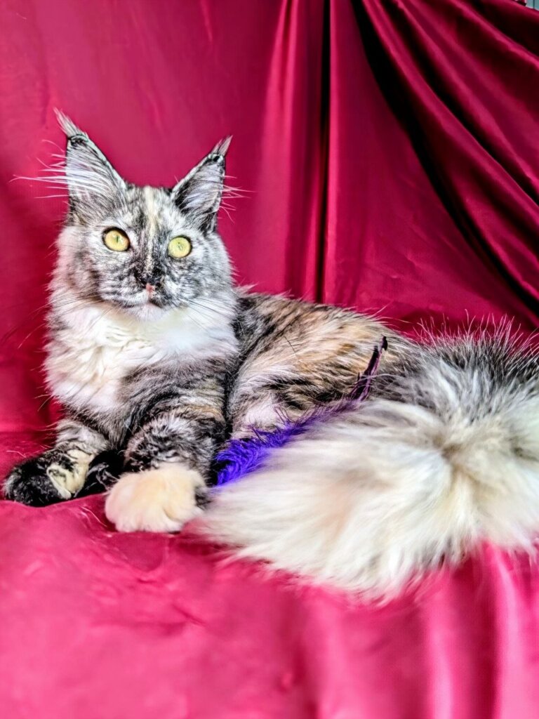 Westalia Maine Coon Black Tortie Female (Available) 00 - photo 1