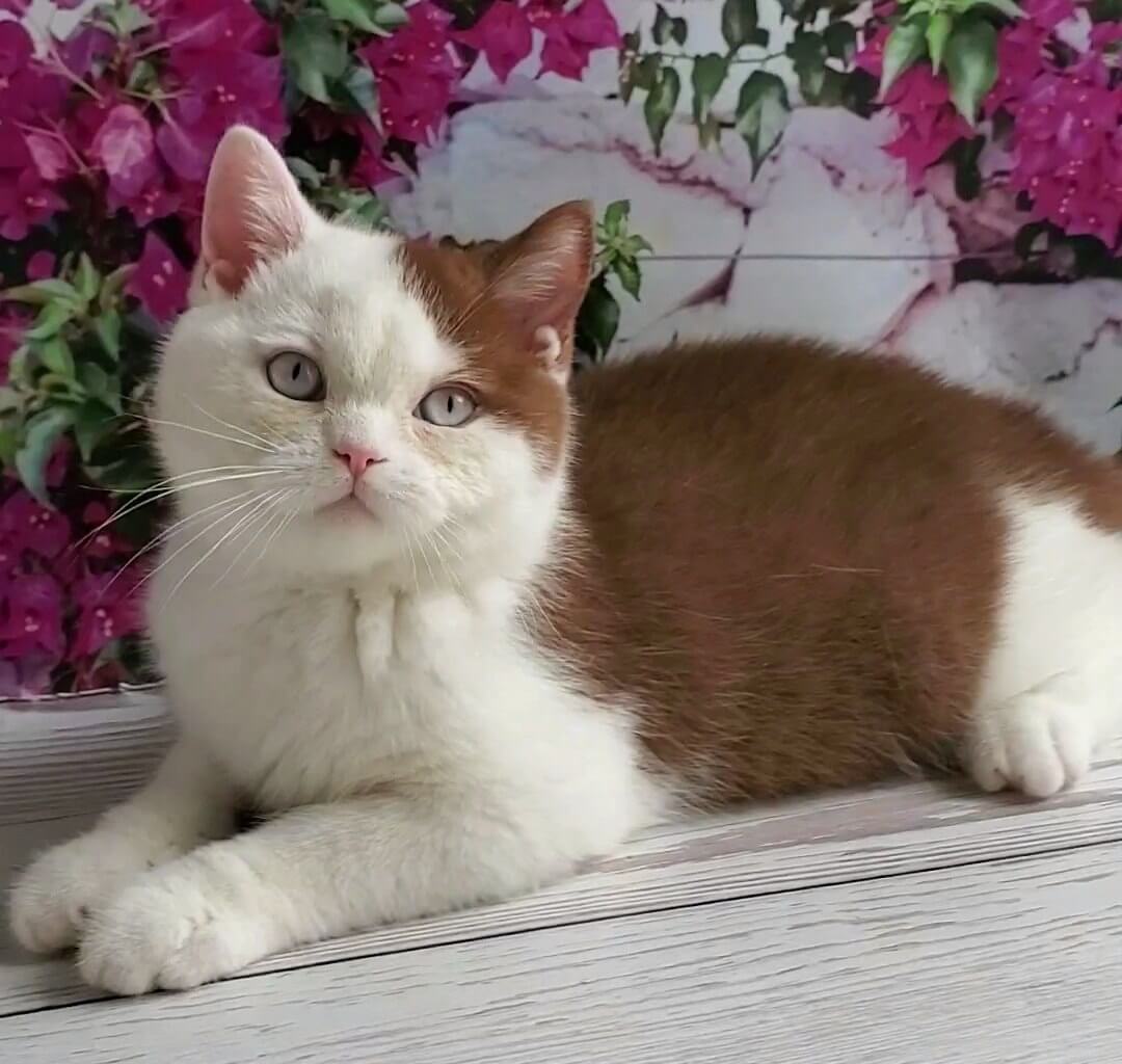 Vito British Shorthair Cinnamon Male (Available) $3300