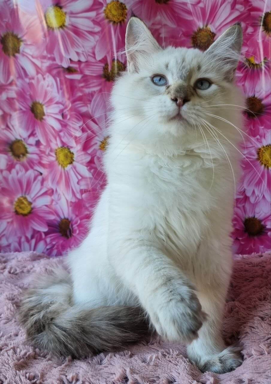 Arhip Siberian Seal Male (Available) $3100