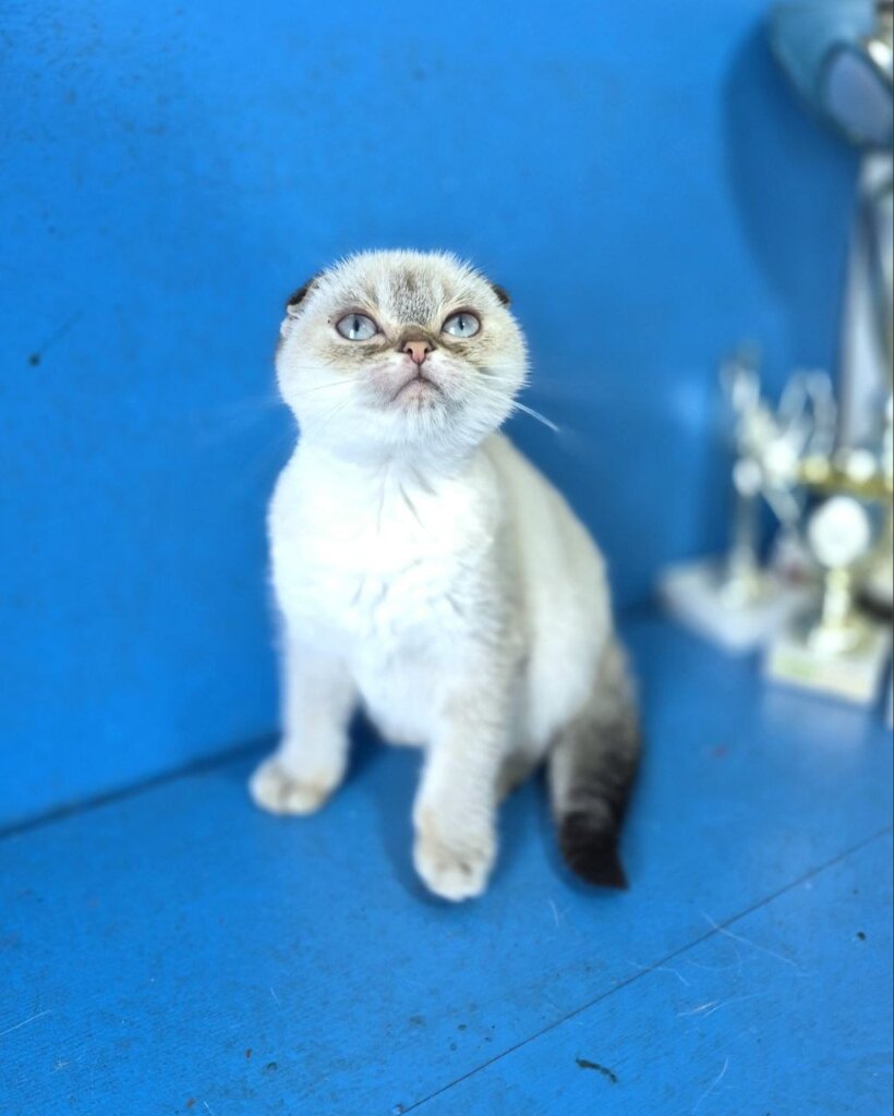 Nora Scottish Fold Black Point Female (Available) 50 - photo 1
