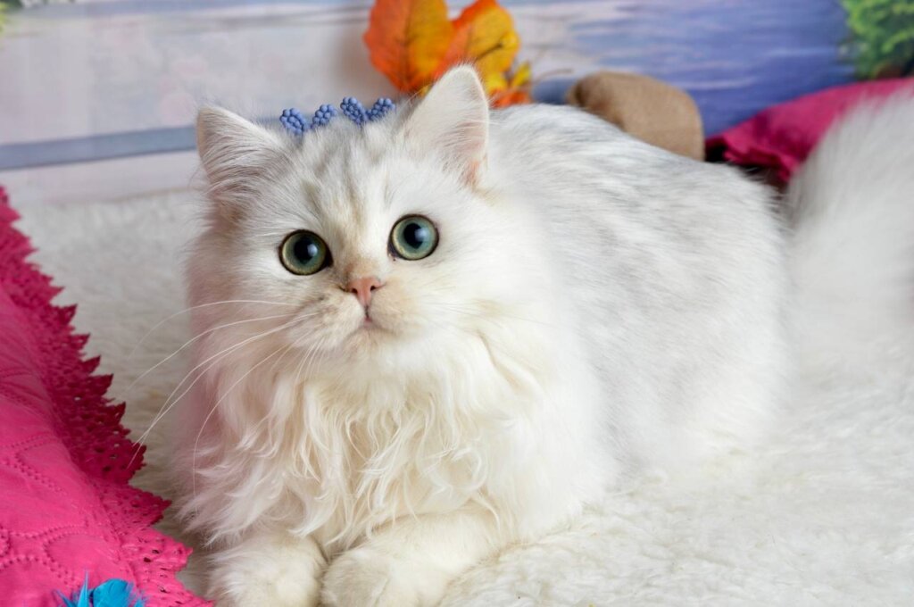 Rina Scottish Straight Black Silver Female (Available) 50 - photo 1
