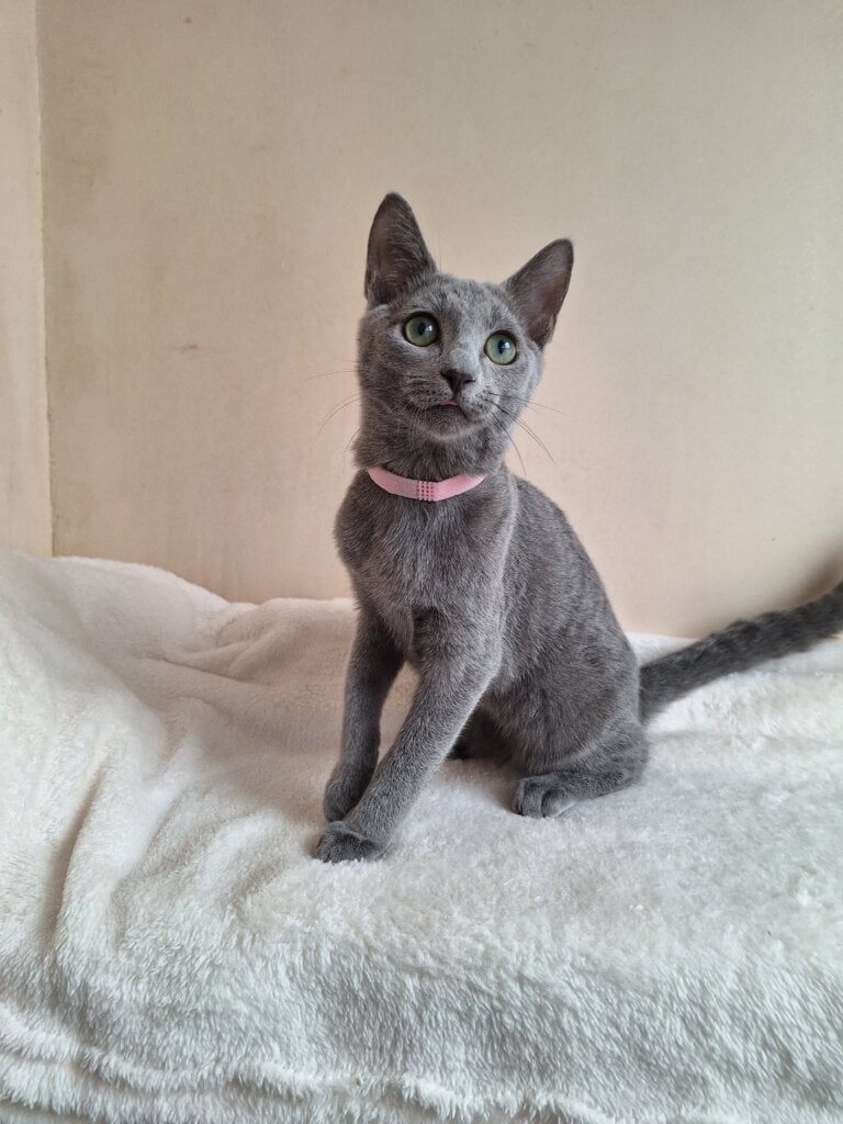 Cream Russian Blue Female 00 - photo 1