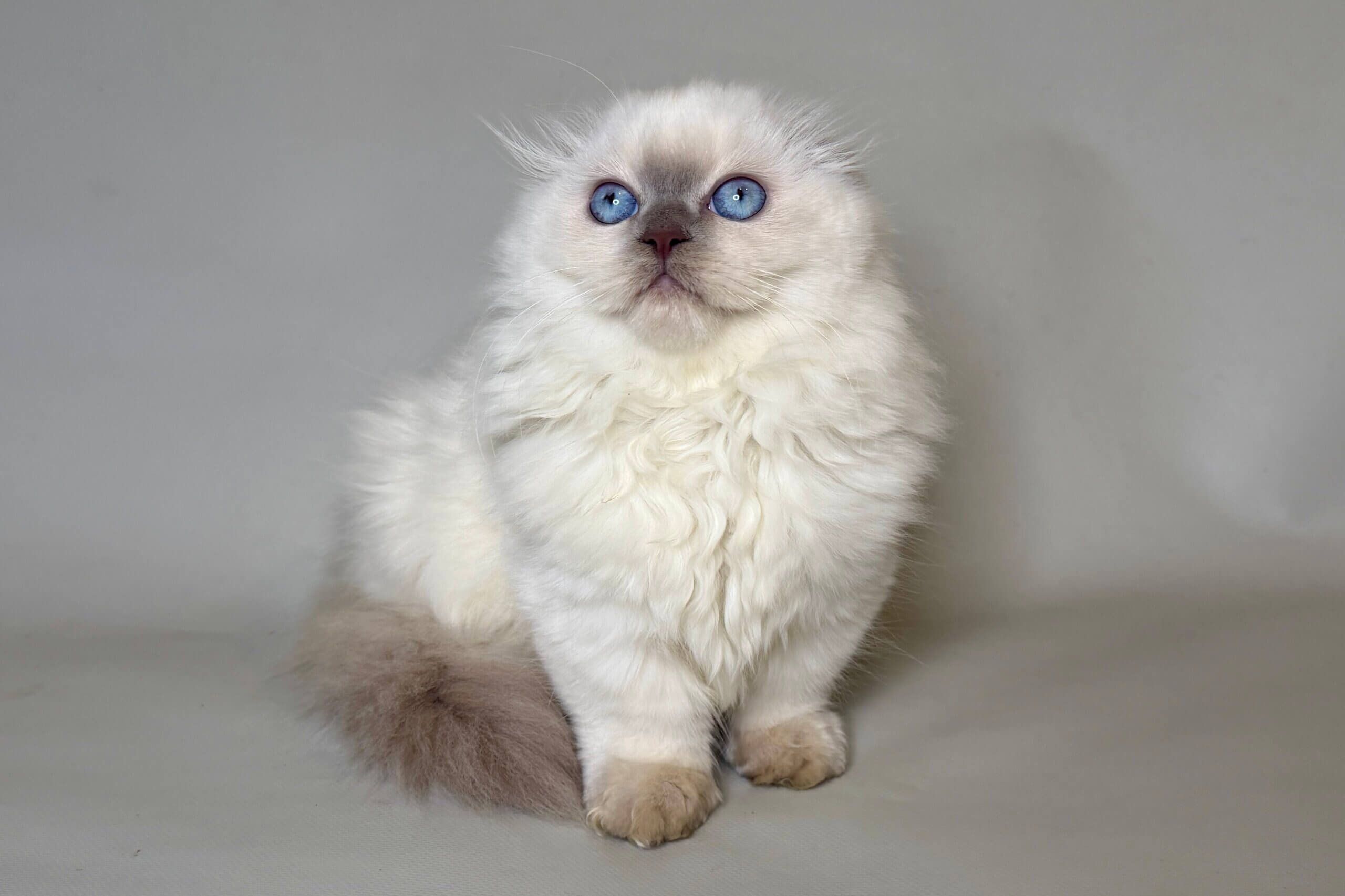 Stormy Munchkin Blue Point Female $3850