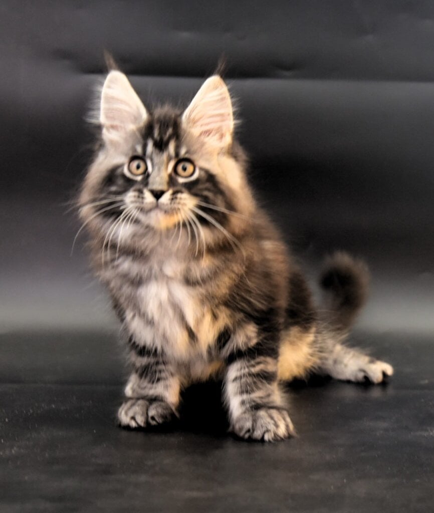 Absent Maine Coon Black Tabby Male 00 - photo 1
