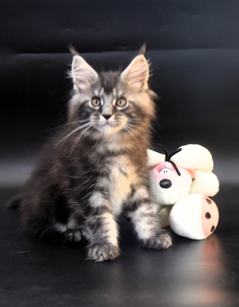 Aksent Maine Coon Black Silver Male 00 - photo 1