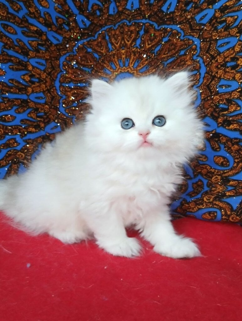 Samon Persian Black Silver Male 00 - photo 1