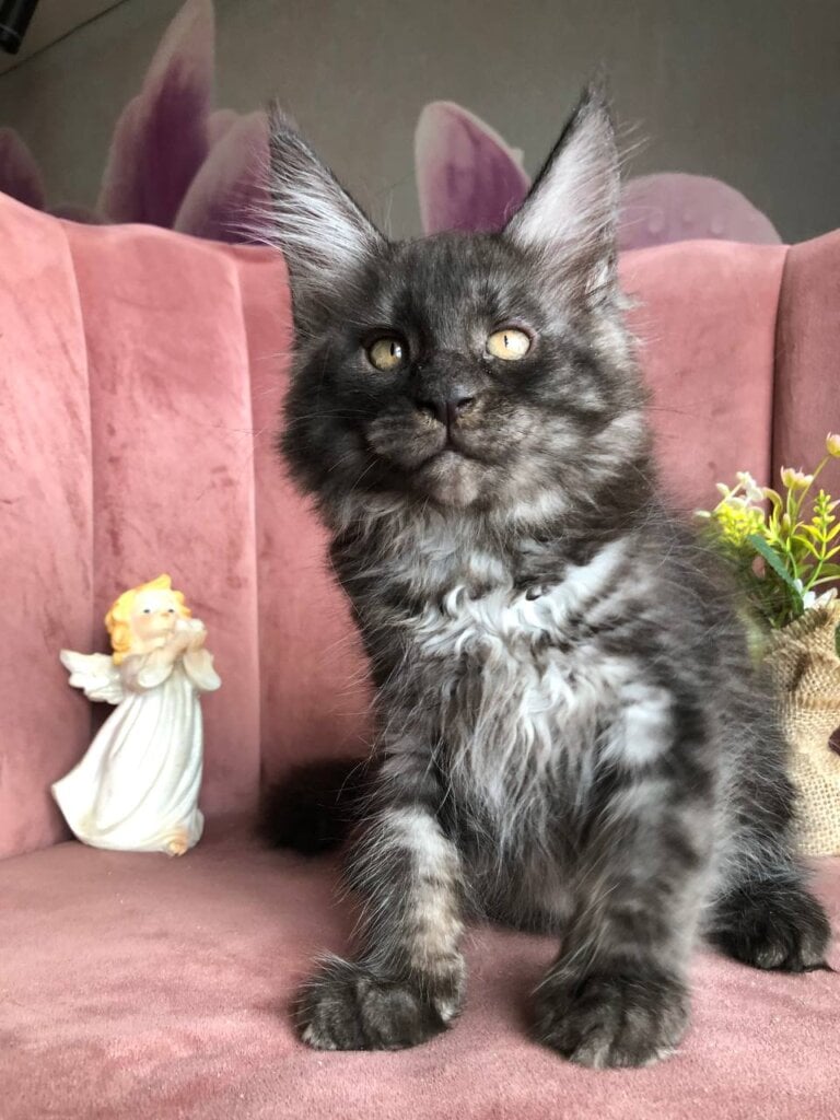 Ymir Maine Coon Black Silver Male 50 - photo 1
