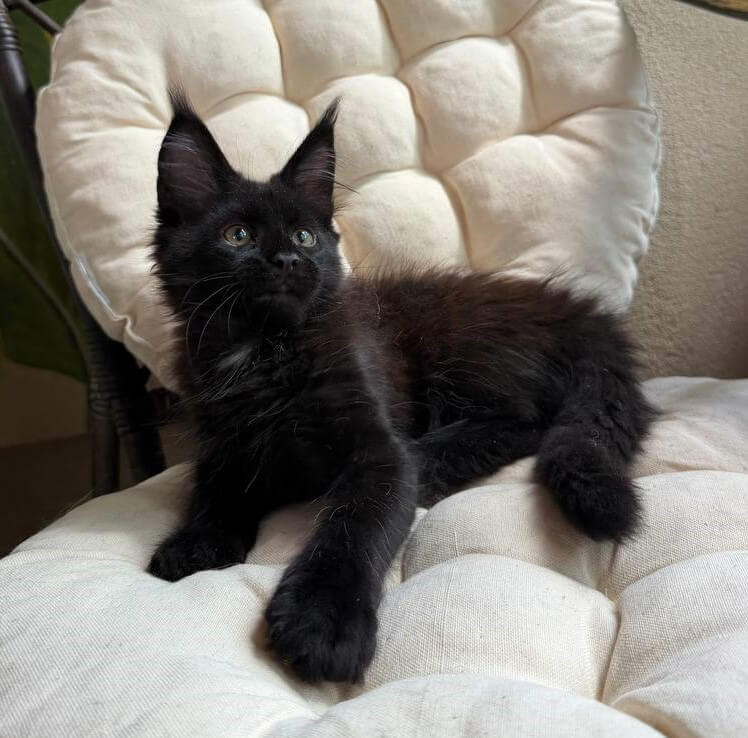 Ulz Maine Coon Black with White Male 00 - photo 1