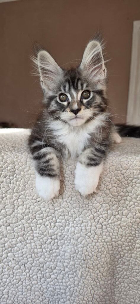 Galahad Maine Coon Black Silver Male (Reserved) 00 - photo 1