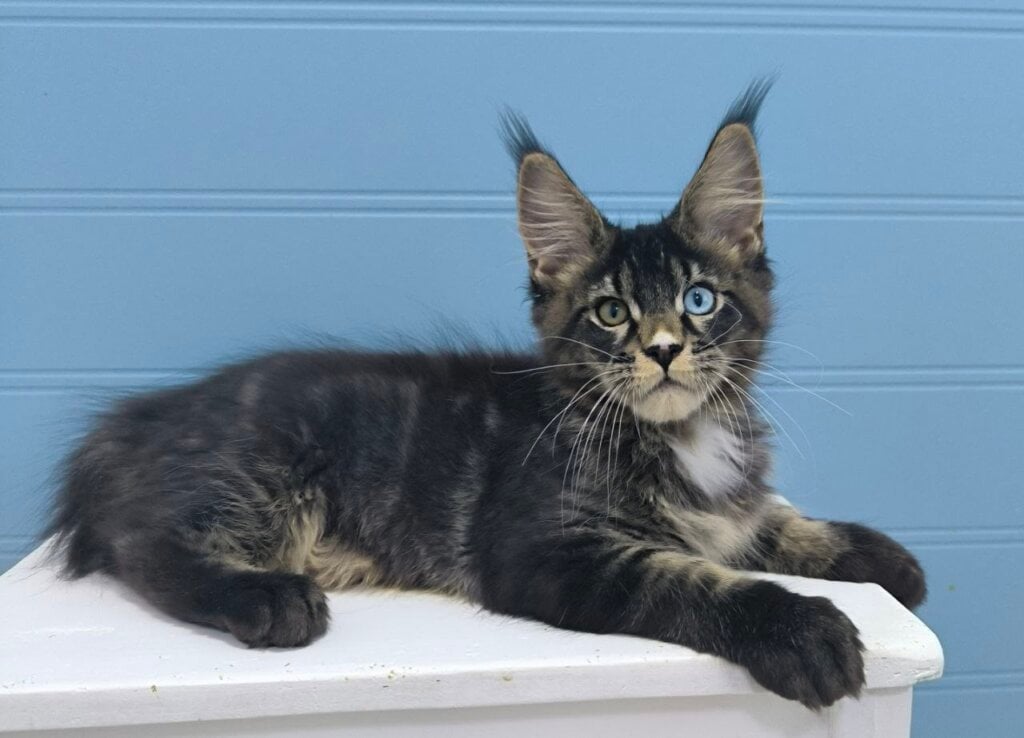 Joker Maine Coon Black Tabby Male (Reserved) 50 - photo 1