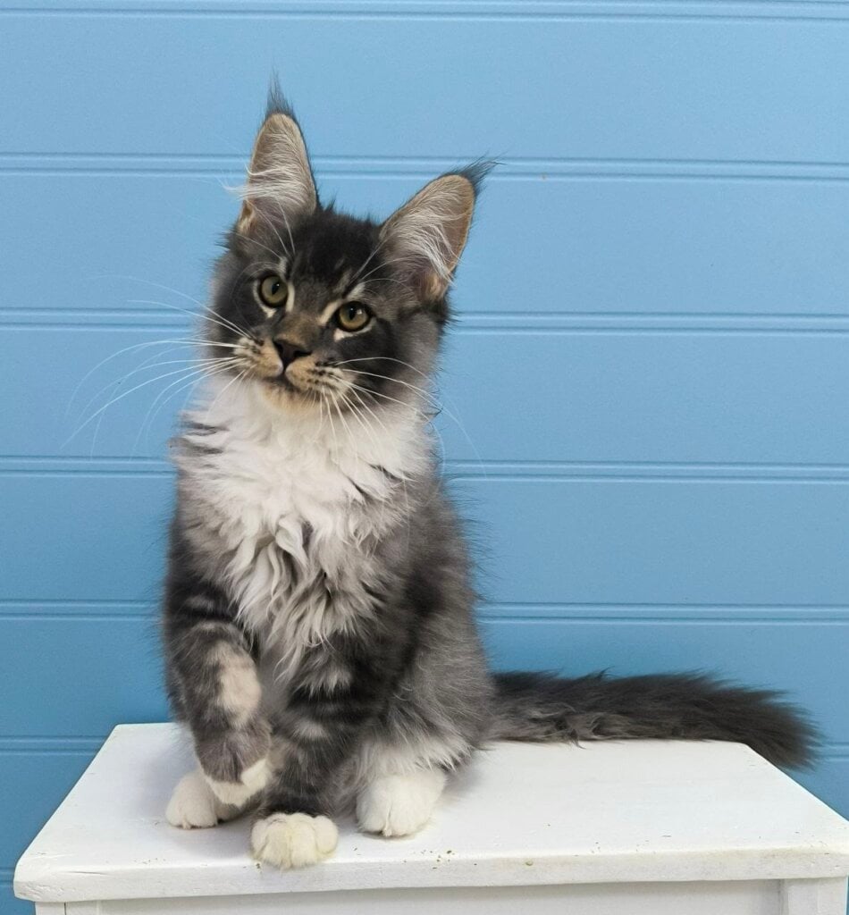 Jaguar Maine Coon Blue Silver Male (Available) 50 - photo 1