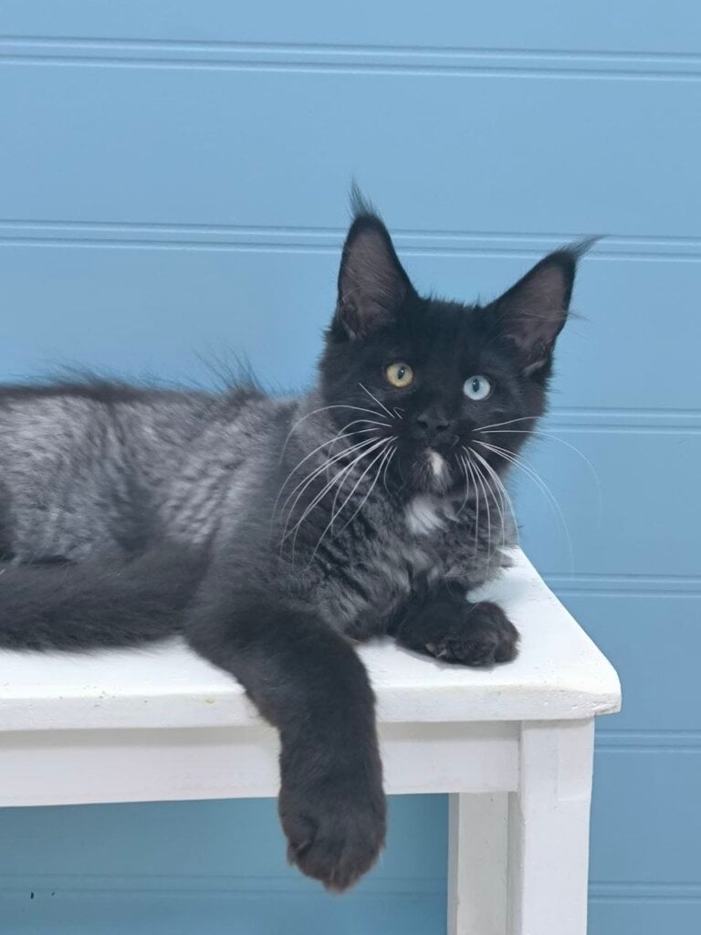 Jam Maine Coon Black Silver Male (Available) 50 - photo 1