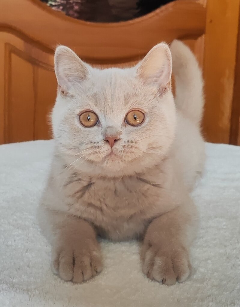 Usher British Shorthair Fawn Male (Available) 00 - photo 1