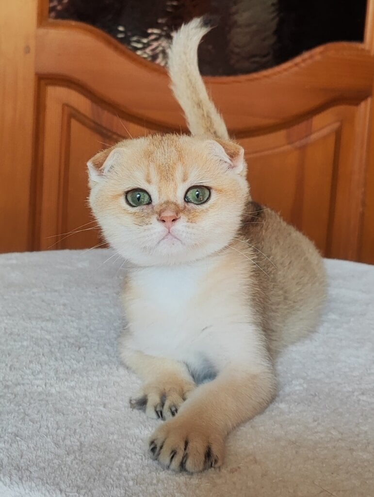 Viva Scottish Fold Black Golden Female (Available) 00 - photo 1