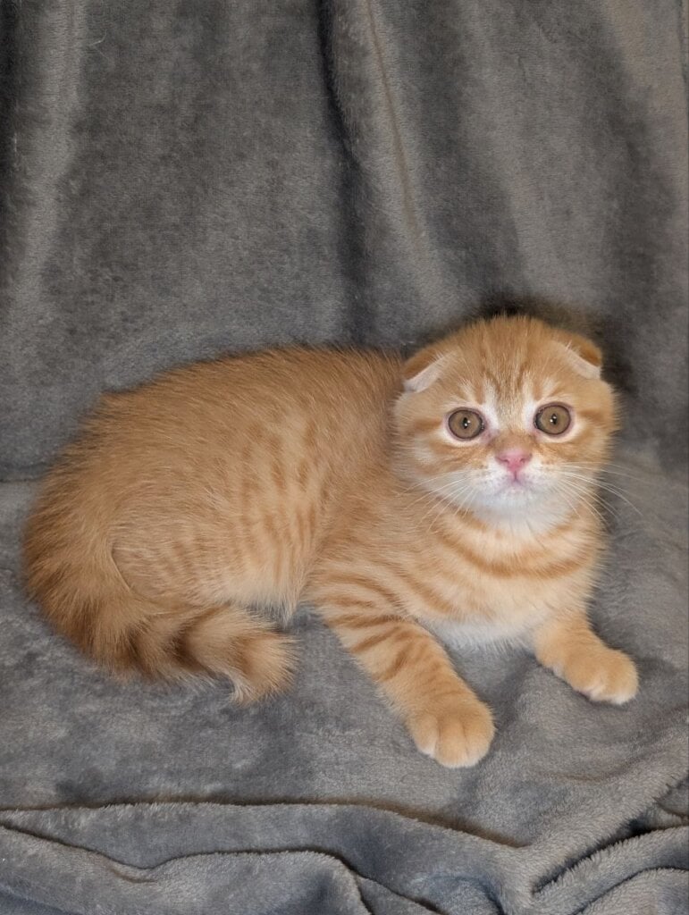 Abricos Scottish Fold Red Male (Available) 00 - photo 1