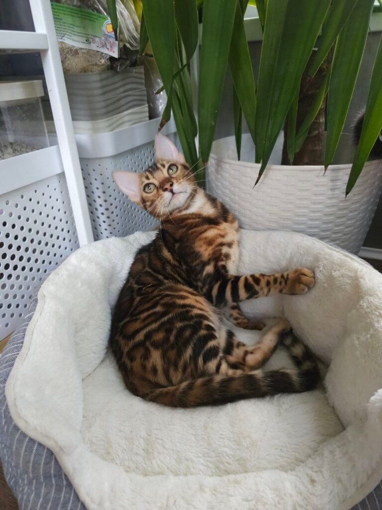 Rajah Bengal Black Spotted Male 00 - photo 1