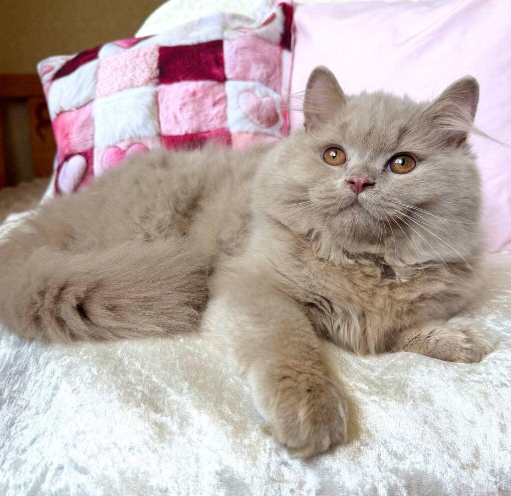 Fabian British Longhair Fawn Male (Available) 50 - photo 1
