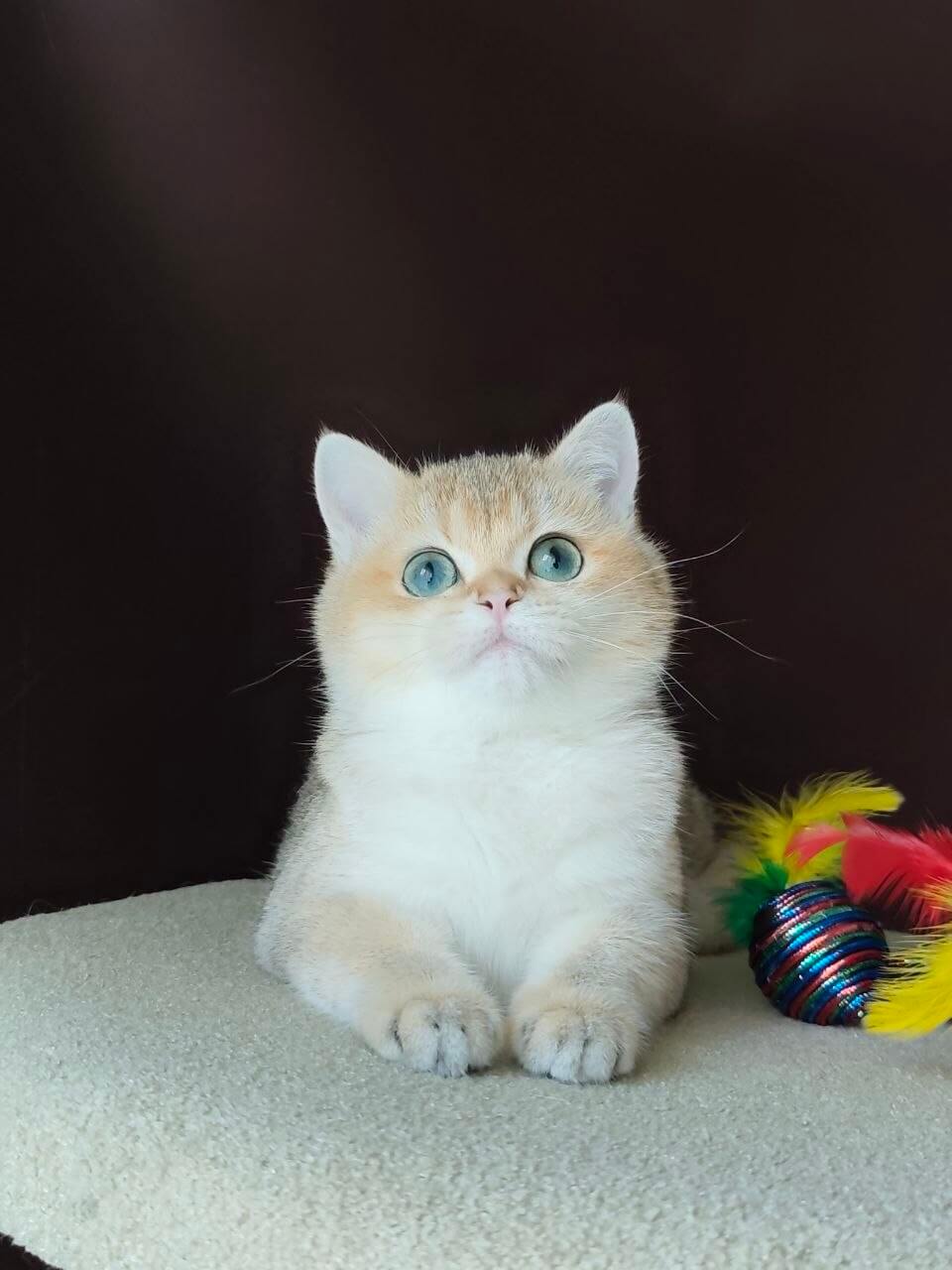 Julia British Shorthair Black Golden Female $2900
