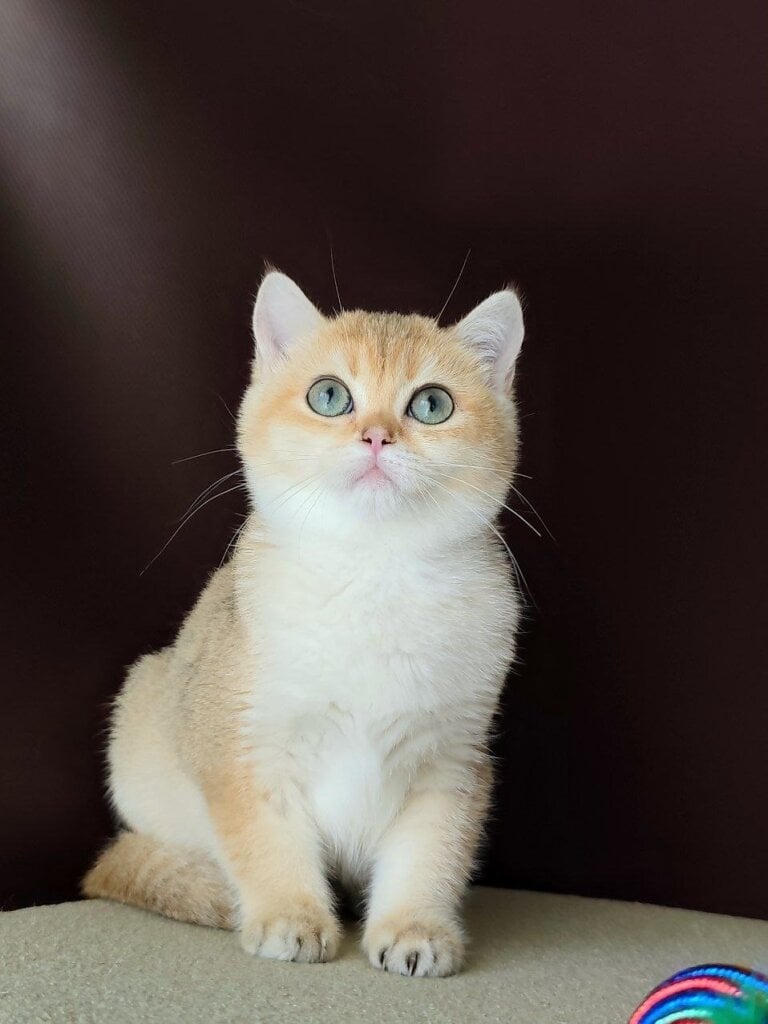 Jasmine British Shorthair Black Golden Female 00 - photo 1