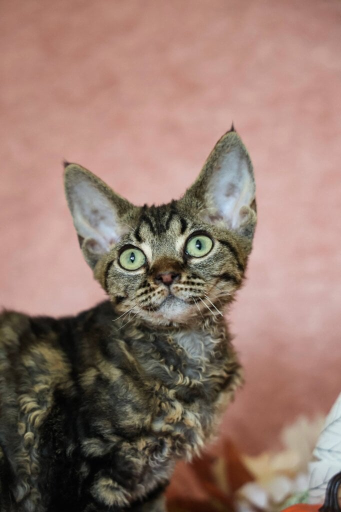 Xanti Devon Rex Black Tabby Female 00 - photo 1