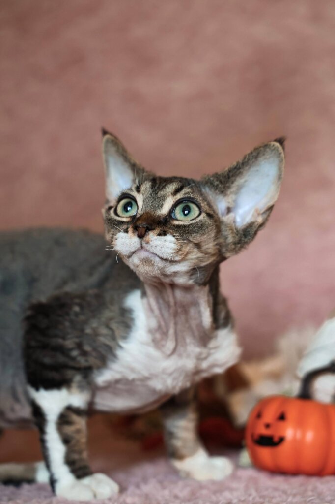 Xenon Devon Rex Black Tabby Male 00 - photo 1