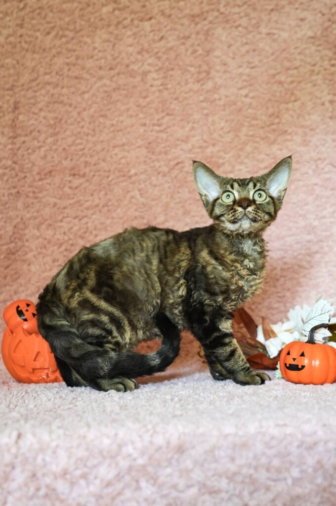 Xiaomi Devon Rex Chocolate Male 00 - photo 1