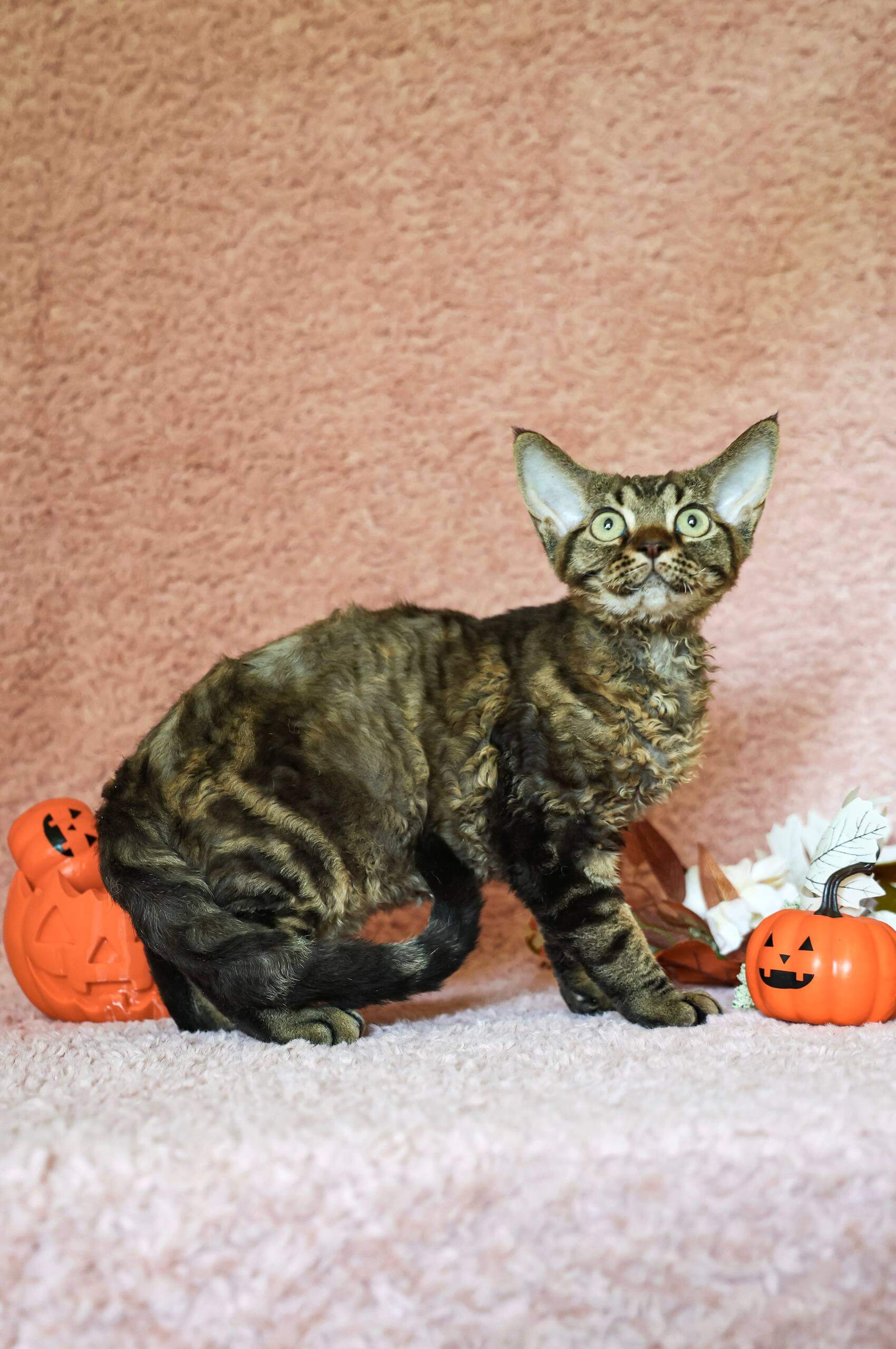 Xiaomi Devon Rex Chocolate Male $2900
