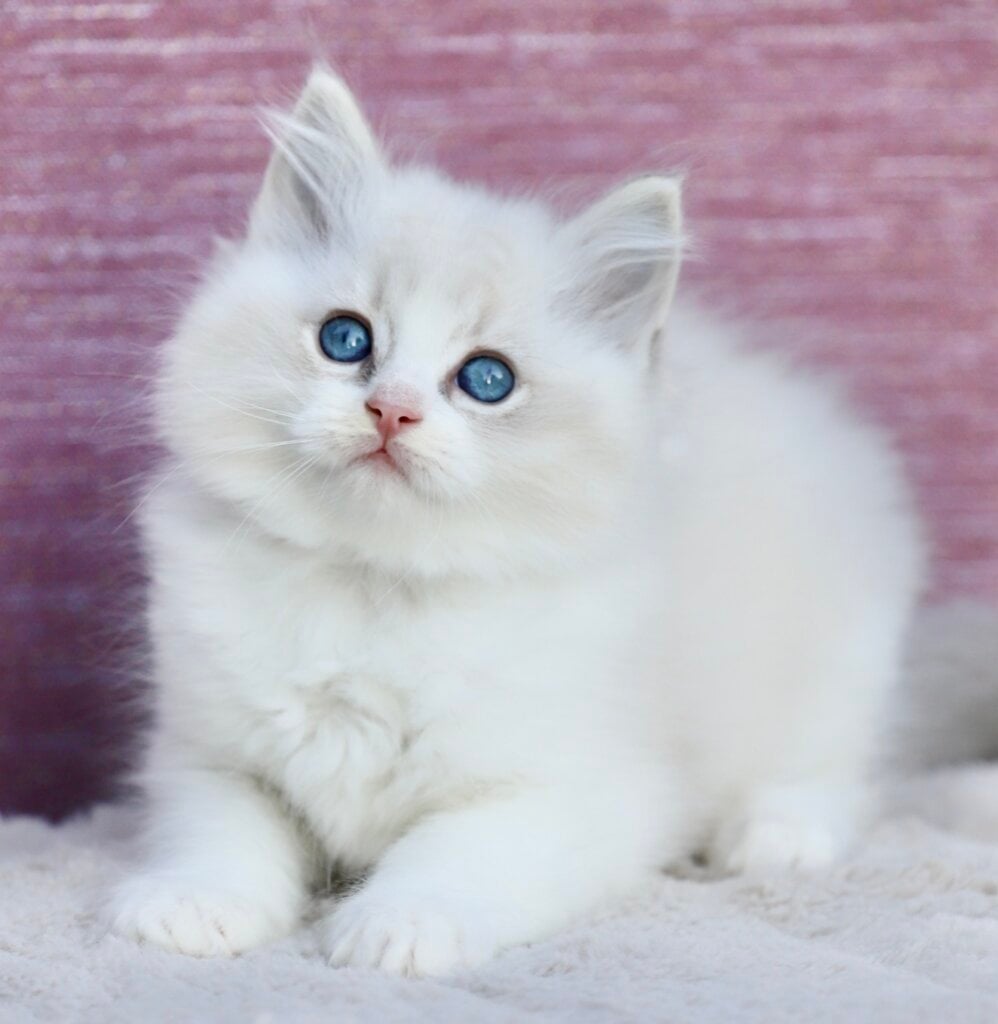 Lenox Ragdoll Blue Lynx Male 00 - photo 1
